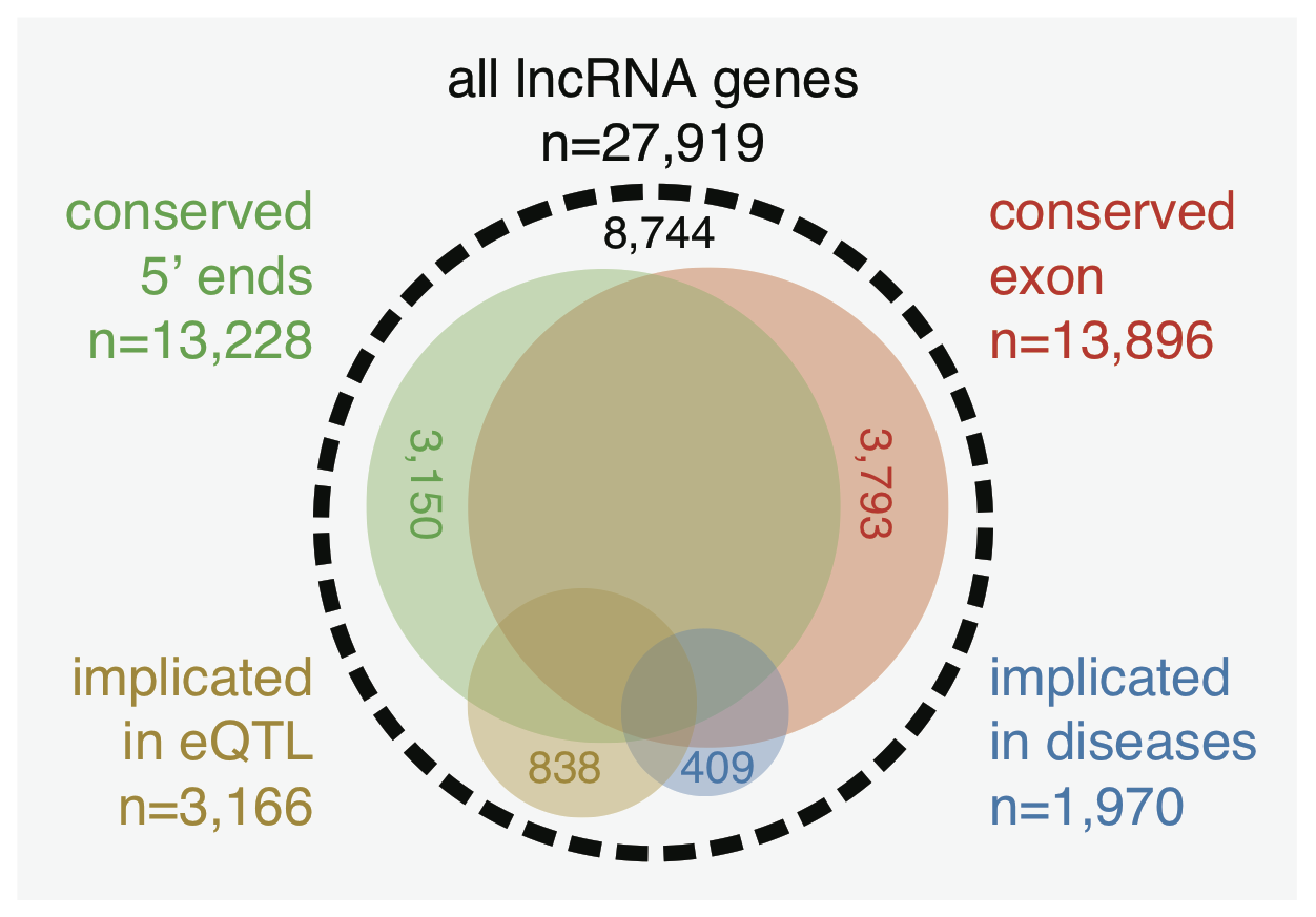人类长非编码RNA图谱，精确5“末端