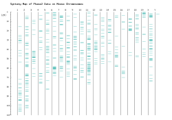 Map on Mouse Chromosomes