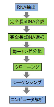 完全長cDNAプロジェクトの概略