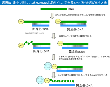 cDNA技術